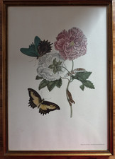 Hibiskusblüten und