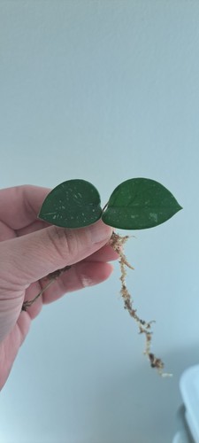 Hoya mathilde splash - mathilde,