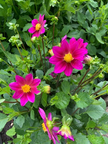 Dahlie violett viele blüten - dahlie,