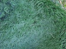 Kunstrasen Rasenteppich Standard Grün,  ca 140-150qm, gesandet