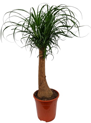 Elefantenfuss beaucarnea - elefantenfuss,