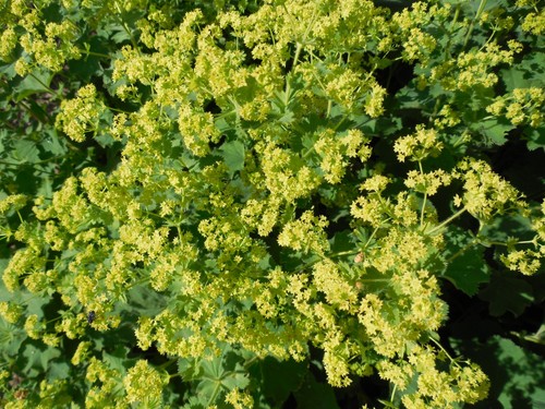 Pflanze/Blume/Staude