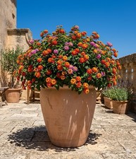 Pflanzkübel - Vase - XXL -