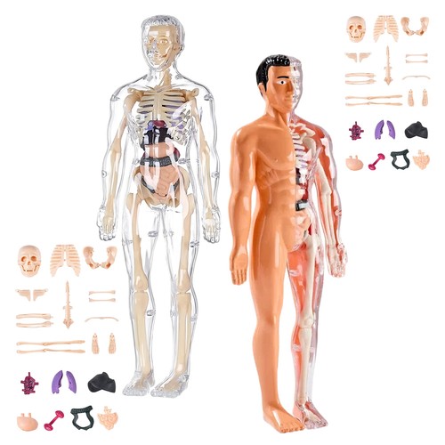 Klares modell des - klares, 3d-modell