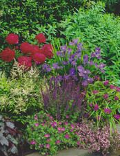 Stauden Garten mit Pfingstrose