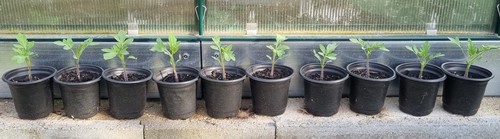 Tomatenpflanze