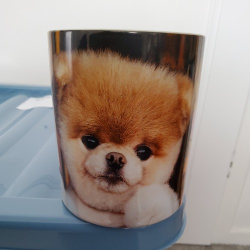 Boo the world cutest dog - boo,