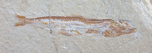 Prionolepis cataphractus