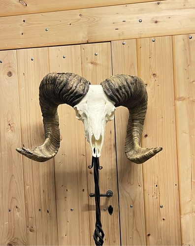 Altai argali trophäe abguss - trophäe,
