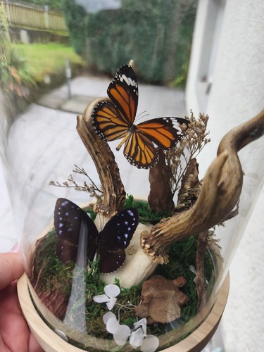 Schmetterling insekten - schmetterling, insekten/