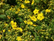 300 Samen Blutwurz (Potentilla