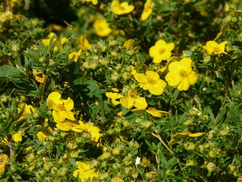 300 samen blutwurz - samen, (potentilla