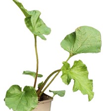 Großes Mammutblatt Gunnera