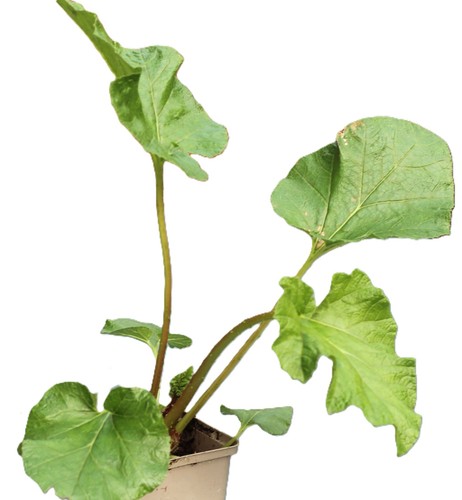 Großes mammutblatt gunnera - großes,