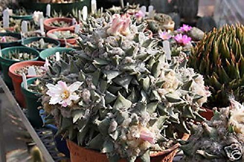 Semi germinazione - semi,
