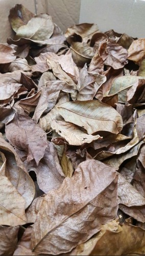 Walnussbaumblätter 25 - 🍂,