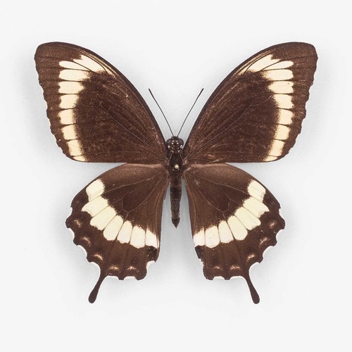 Papilio canopus canopinus - canopus, ♂