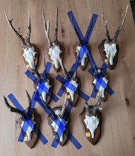 Rehgeweihe, Rehgeweih, Rehgehörn, Geweih, Reh, Rehbock, Top Zustand, Nr. 1