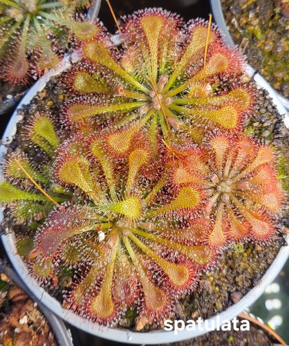 Sonnentau drosera spatulata - sonnentau,,