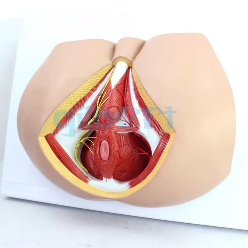 Pvc human male perineum - human,