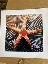 Astral Social Club Star