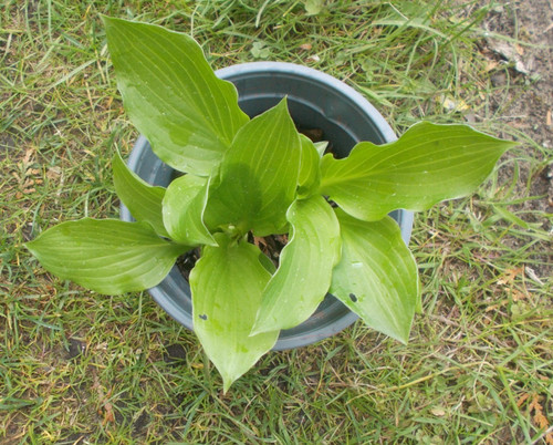 Hosta funkie sorte nicht - funkie,