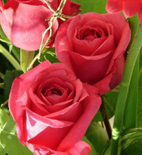 Die Harmonisierung mit den