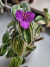 Tradescantia Sillamontana