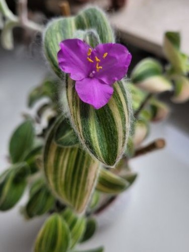 Tradescantia sillamontana - 1×tradescantia,