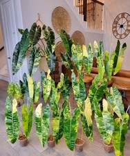 Philodendron Billietiae