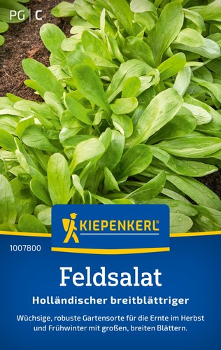 Feldsalat holländischer - feldsalat,
