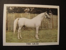 SELTEN ANGLO KONFEKT DAS PFERD