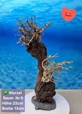 🌳 TOP Aquarium Mopani