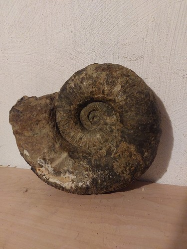 Ammonit lytoceras 25 - ammonit,