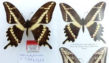 ALLOTYPE PAPILIO PAEON MARXI