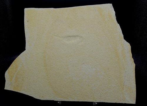 Langarmkrebs mecochirus - langarmkrebs,