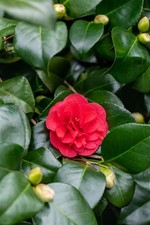 Camellia japonica 'Lady Campbell', Kamelie, rot, 40–60 cm