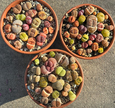 70er Lithops Mix Optica Rubra