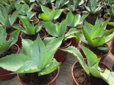 Agave ovatifolia  -