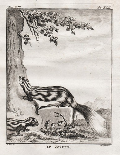 Zorilla striped polecat - zorilla,