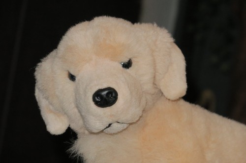Golden retriever labrador hund - retriever,