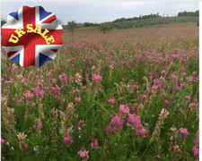 SAINFOIN Silage oder Heuernte