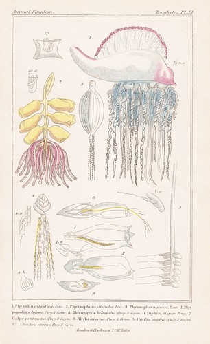 Physalia galeere quallen - physalia,