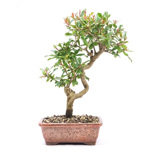 Bonsai granatapfel punica - granatapfel, 'punica