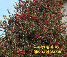 SAMEN Kübelpflanze Garten