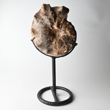 Fossil Ammonit Mammites