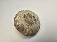 Seeigel Kronenigel RAR komplett Geschiebe Cidaris 