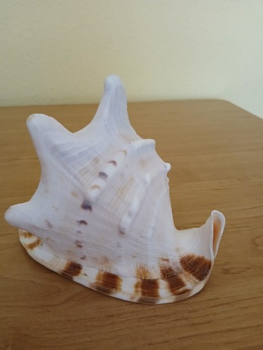 Große muschel schnecke - muschel,
