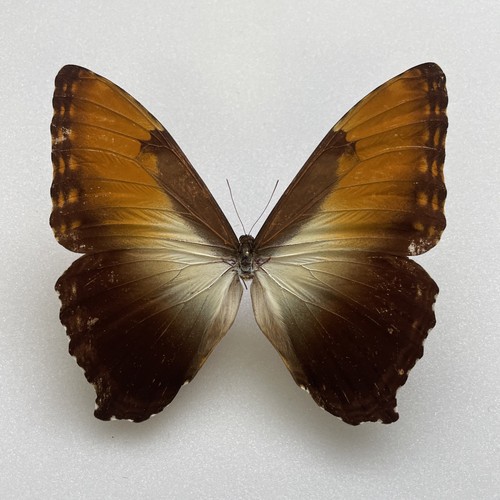 Entomologie*Morpho