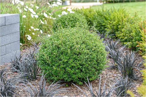 Ilex crenata glory - ilex,